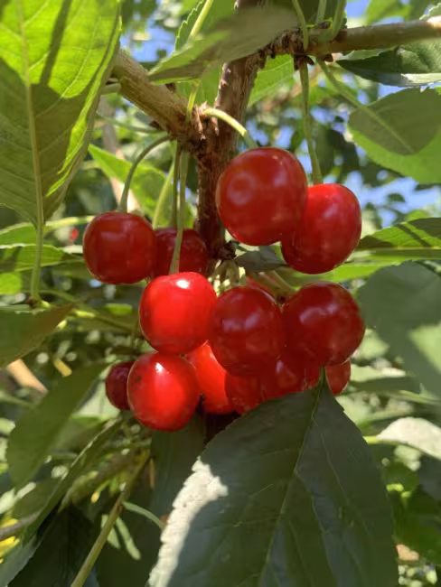 Bleuetière Rémillard & Faille