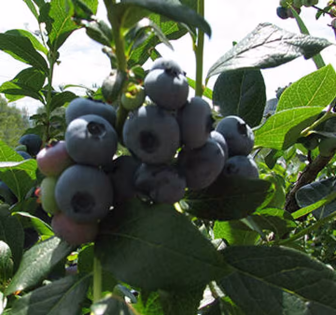 Bleuetière Érablière Giard