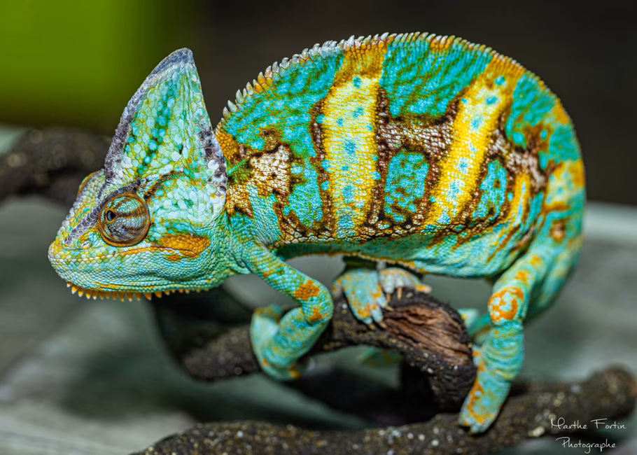 Guizmo, Caméléon casqué 