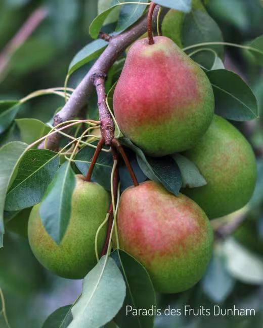 Poires Beauté Flamande